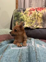 Mr Sweet, a male Pomeranian and Yorkshire Terrier for sale in Elkton, KY – Photo 5 of 7