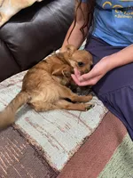 Mr Sweet, a male Pomeranian and Yorkshire Terrier for sale in Elkton, KY – Photo 4 of 7