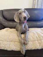 Big John , a male Weimaraner for sale in Elkton, KY – 6 of 10