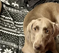 Stephanie, a female Weimaraner for sale in Elkton, KY – Photo 7 of 8