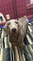 Stephanie, a female Weimaraner for sale in Elkton, KY – Photo 1 of 8