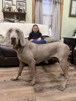 Stephanie, a female Weimaraner for sale in Elkton, KY – Photo 6 of 8