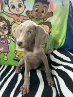 Stephanie, a female Weimaraner for sale in Elkton, KY – Photo 2 of 8