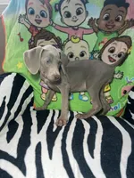 Stephanie, a female Weimaraner for sale in Elkton, KY – Photo 3 of 8