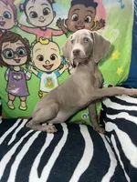 Stephanie, a female Weimaraner for sale in Elkton, KY – Photo 5 of 8