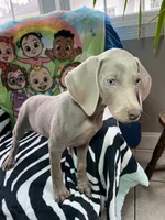 Stephanie, a female Weimaraner for sale in Elkton, KY – Photo 8 of 8