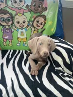 Stephanie, a female Weimaraner for sale in Elkton, KY – Photo 4 of 8