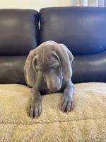 Thor , a male Weimaraner for sale in Elkton, KY – 3 of 7