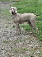 Patrick, a male Weimaraner for sale in Elkton, KY – 2 of 10