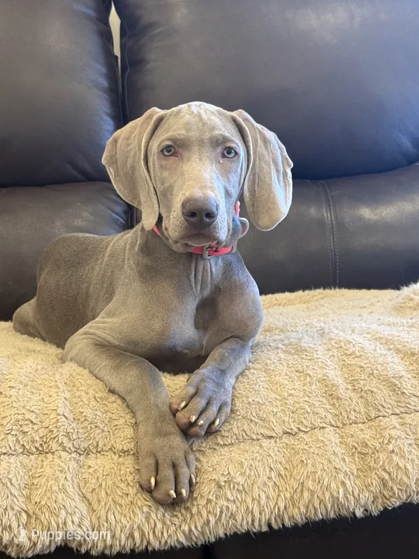 Big John  – Weimaraner puppy for sale in Elkton, KY