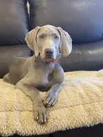 Big John , a male Weimaraner for sale in Elkton, KY – 1 of 10