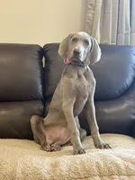 Stephanie, a female Weimaraner for sale in Elkton, KY – 4 of 6