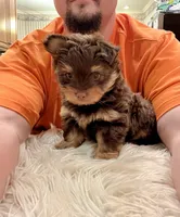 Little Ewok, a male Pomeranian and Yorkshire Terrier for sale in Elkton, KY – Photo 4 of 9