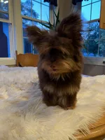 Little Ewok, a male Pomeranian and Yorkshire Terrier for sale in Elkton, KY – Photo 2 of 9