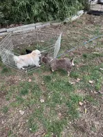 Little Ewok, a male Pomeranian and Yorkshire Terrier for sale in Elkton, KY – Photo 8 of 9