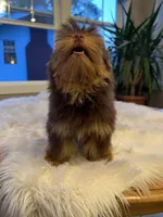 Little Ewok, a male Pomeranian and Yorkshire Terrier for sale in Elkton, KY – Photo 9 of 9