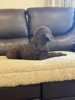 Lil John, a male Poodle - Standard  for sale in Elkton, KY – 7 of 7