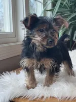 Casanova, a male Yorkshire Terrier for sale in Elkton, KY – Photo 7 of 7