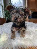 Casanova, a male Yorkshire Terrier for sale in Elkton, KY – Photo 6 of 7
