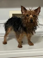 Casanova, a male Yorkshire Terrier for sale in Elkton, KY – Photo 1 of 7