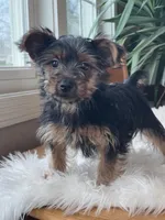 Casanova, a male Yorkshire Terrier for sale in Elkton, KY – Photo 4 of 7