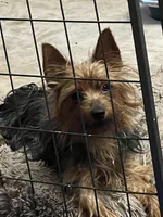 Casanova, a male Yorkshire Terrier for sale in Elkton, KY – Photo 2 of 7