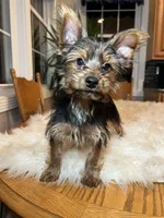 Casanova, a male Yorkshire Terrier for sale in Elkton, KY – Photo 3 of 7