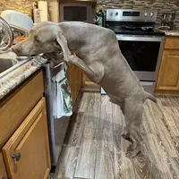 Patrick, a male Weimaraner for sale in Elkton, KY – Photo 8 of 9