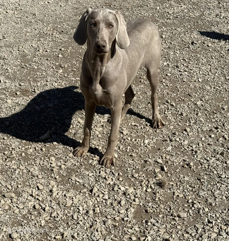 Patrick – Weimaraner puppy for sale in Elkton, KY