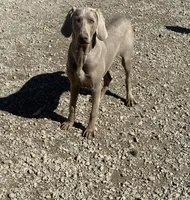 Patrick, a male Weimaraner for sale in Elkton, KY – 1 of 10