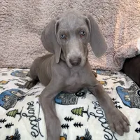Patrick, a male Weimaraner for sale in Elkton, KY – Photo 4 of 9