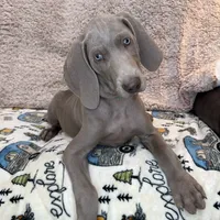 Patrick, a male Weimaraner for sale in Elkton, KY – Photo 3 of 9