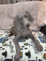 processed/44f5ffc6-204b-47b5-9fd0-f38d0cdc903c/listing/747df82e-fa87-4a1e-95a7-8119adadeaae/57a90ddd-2741-4eff-8759-e64ea785874b