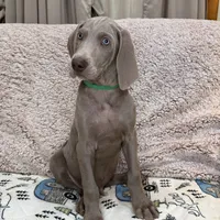Patrick, a male Weimaraner for sale in Elkton, KY – Photo 1 of 9