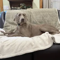 Patrick, a male Weimaraner for sale in Elkton, KY – Photo 6 of 9