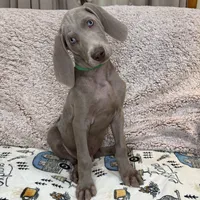 Patrick, a male Weimaraner for sale in Elkton, KY – Photo 5 of 9