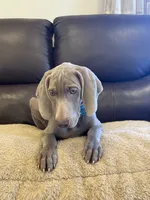 Thor , a male Weimaraner for sale in Elkton, KY – 2 of 7