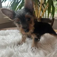 John Bob, a male Yorkshire Terrier for sale in Elkton, KY – Photo 3 of 6