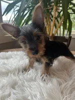 John Bob, a male Yorkshire Terrier for sale in Elkton, KY – Photo 3 of 6