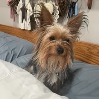 John Bob, a male Yorkshire Terrier for sale in Elkton, KY – Photo 6 of 6