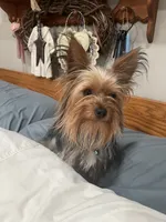 John Bob, a male Yorkshire Terrier for sale in Elkton, KY – Photo 6 of 6