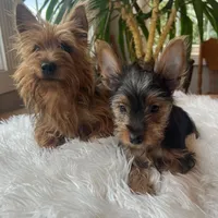 John Bob, a male Yorkshire Terrier for sale in Elkton, KY – Photo 2 of 6