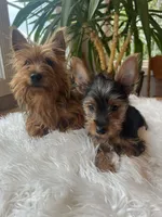 John Bob, a male Yorkshire Terrier for sale in Elkton, KY – Photo 2 of 6