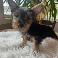 John Bob, a male Yorkshire Terrier for sale in Elkton, KY – Photo 1 of 6
