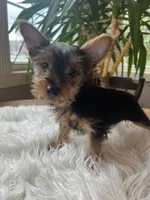 John Bob, a male Yorkshire Terrier for sale in Elkton, KY – Photo 1 of 6