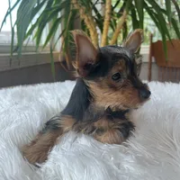 John Bob, a male Yorkshire Terrier for sale in Elkton, KY – Photo 5 of 6