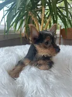 John Bob, a male Yorkshire Terrier for sale in Elkton, KY – Photo 5 of 6