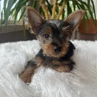 John Bob, a male Yorkshire Terrier for sale in Elkton, KY – Photo 4 of 6