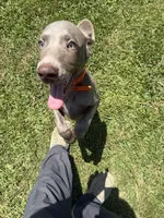 Sherlock, a male Weimaraner for sale in Elkton, KY – 4 of 9