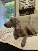 Thor , a male Weimaraner for sale in Elkton, KY – 5 of 7